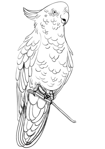 Rose Breasted Cockatoo Coloring Page